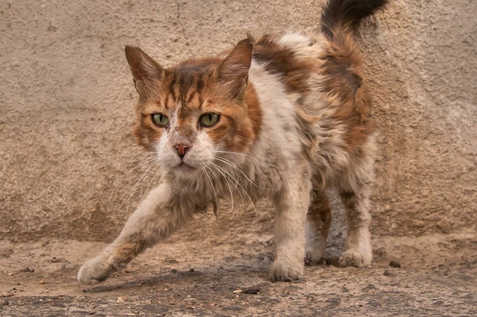 Чумазый котенок