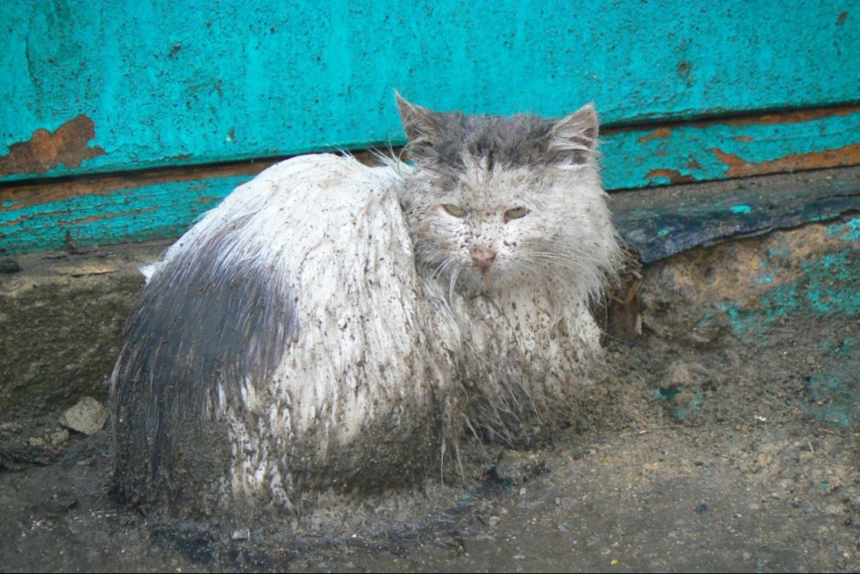 Грязный белый кот
