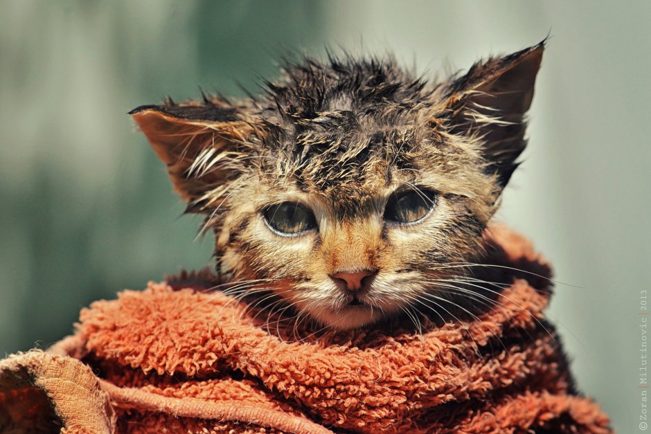 Взъерошенный котенок
