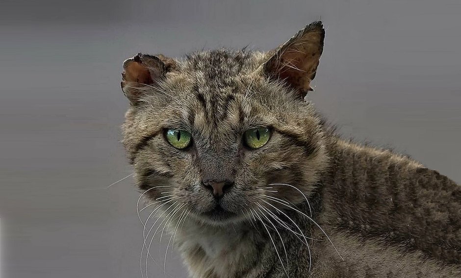 Серый уличный кот