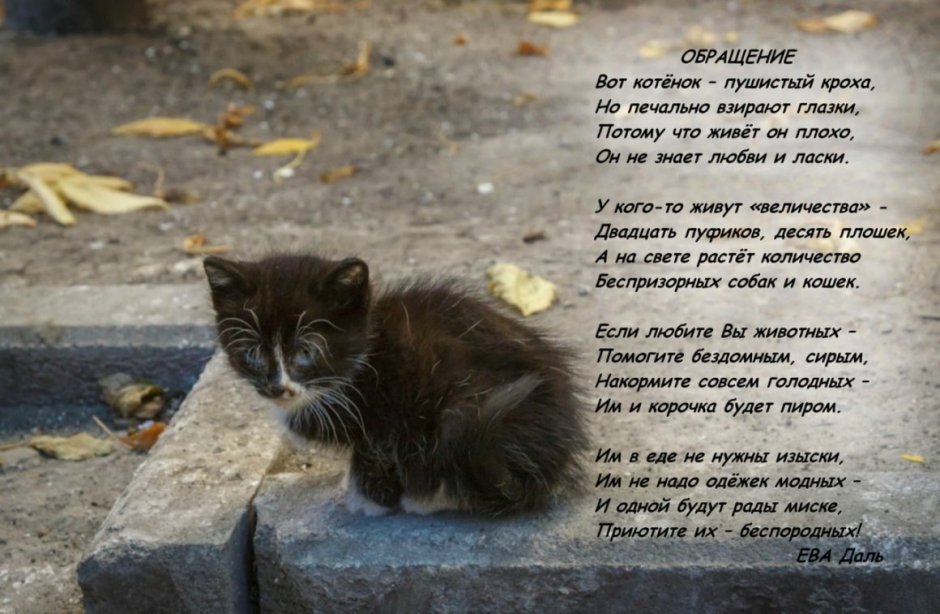Бездомный кот