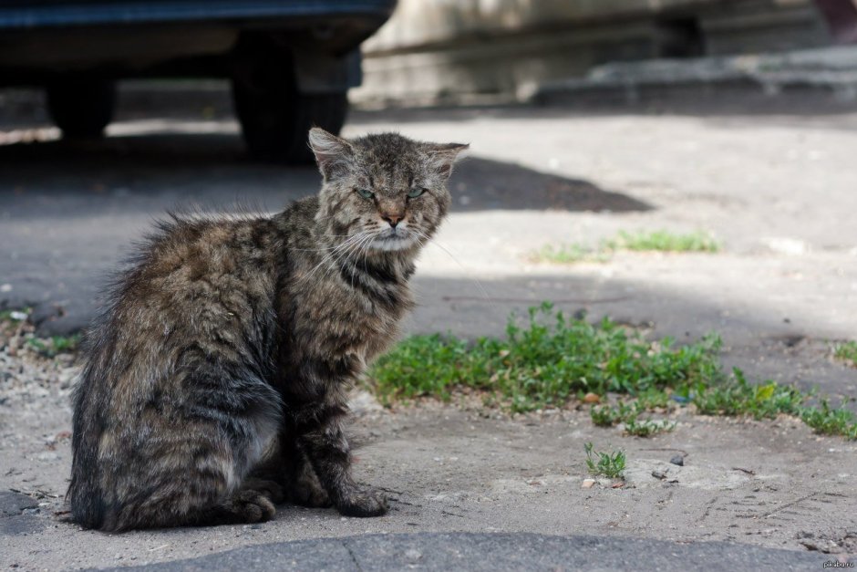 Уличный кот