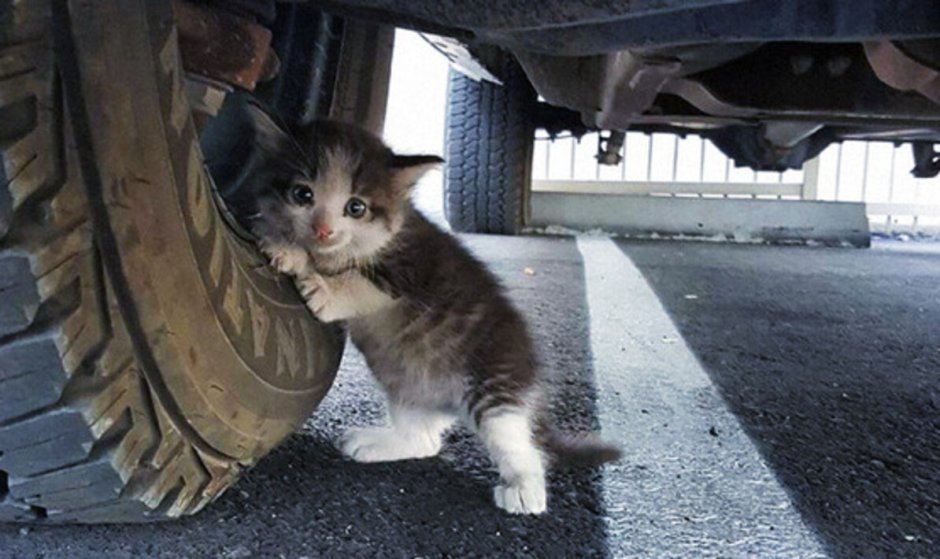 Котенок под колесом