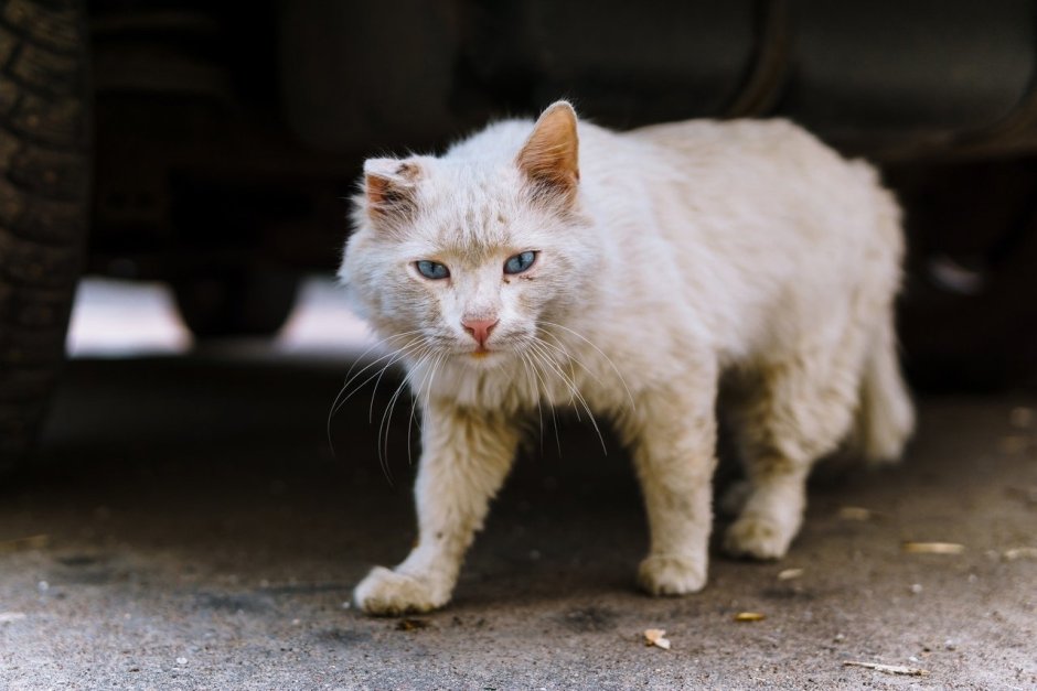 Белый уличный кот