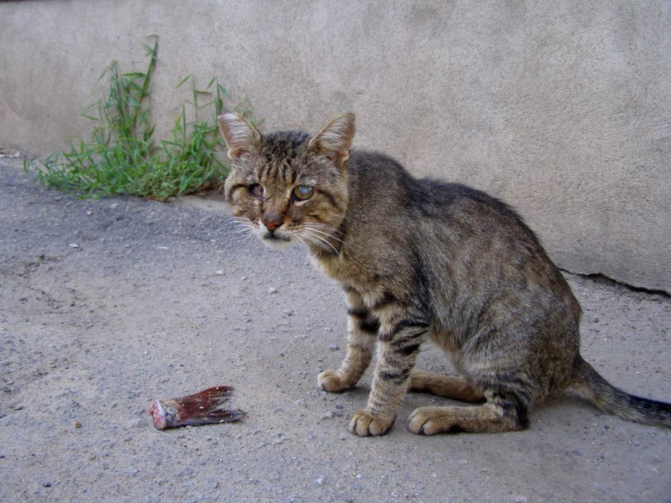 Бедная кошка
