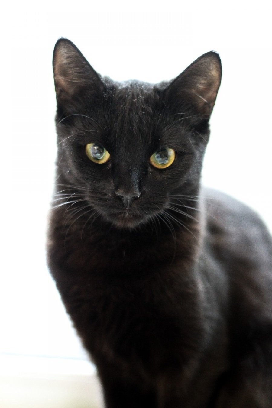 Бомбейская кошка с белой грудкой