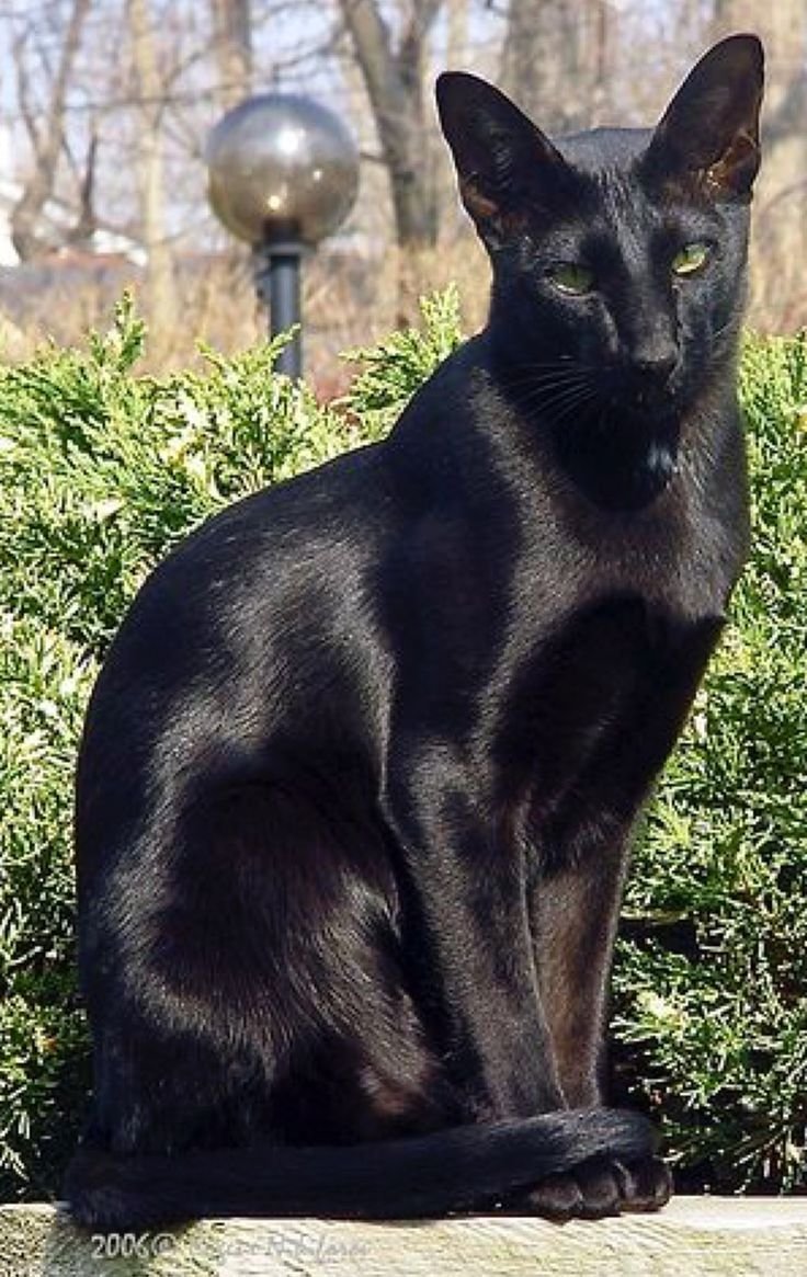 Черная кошка с желтыми глазами