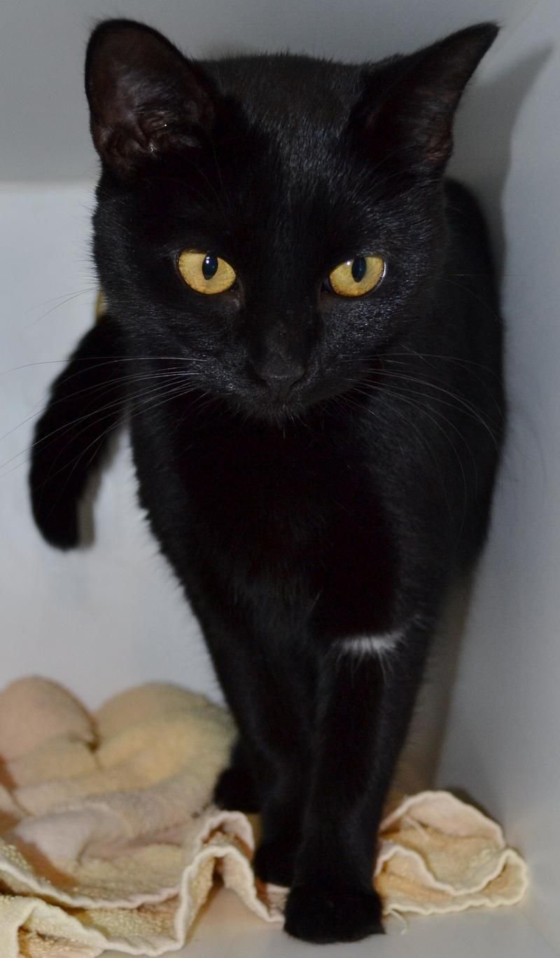 Порода кошек Бомбейская черная с белой грудкой