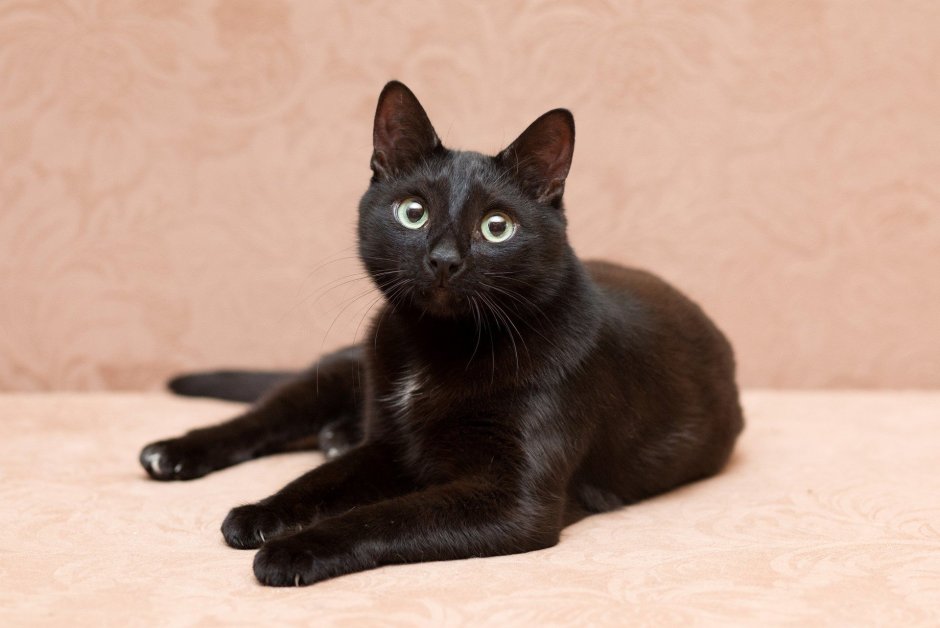 Сибирский гладкошерстный кот черный