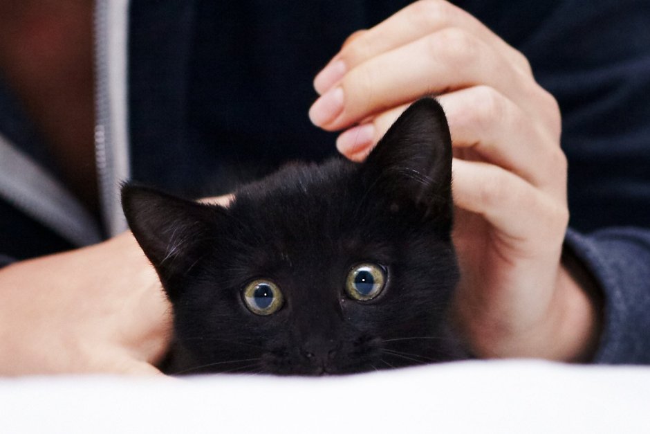 Черный гладкошерстный кот