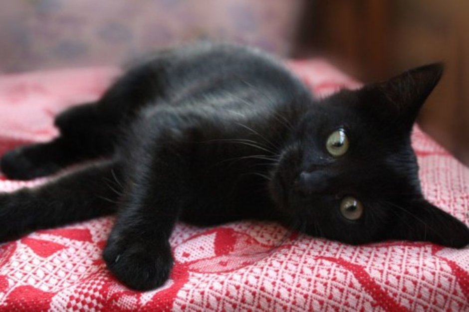 Порода кошек Бомбейская кошка