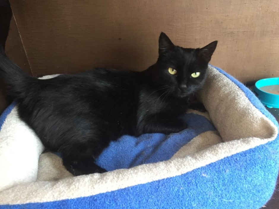 Порода кошек Бомбейская черная с белой грудкой