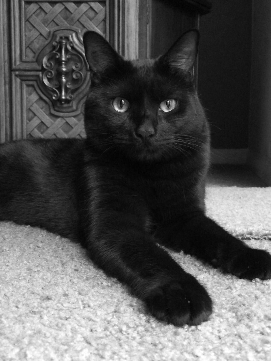 Добрые гладкошерстные кошки