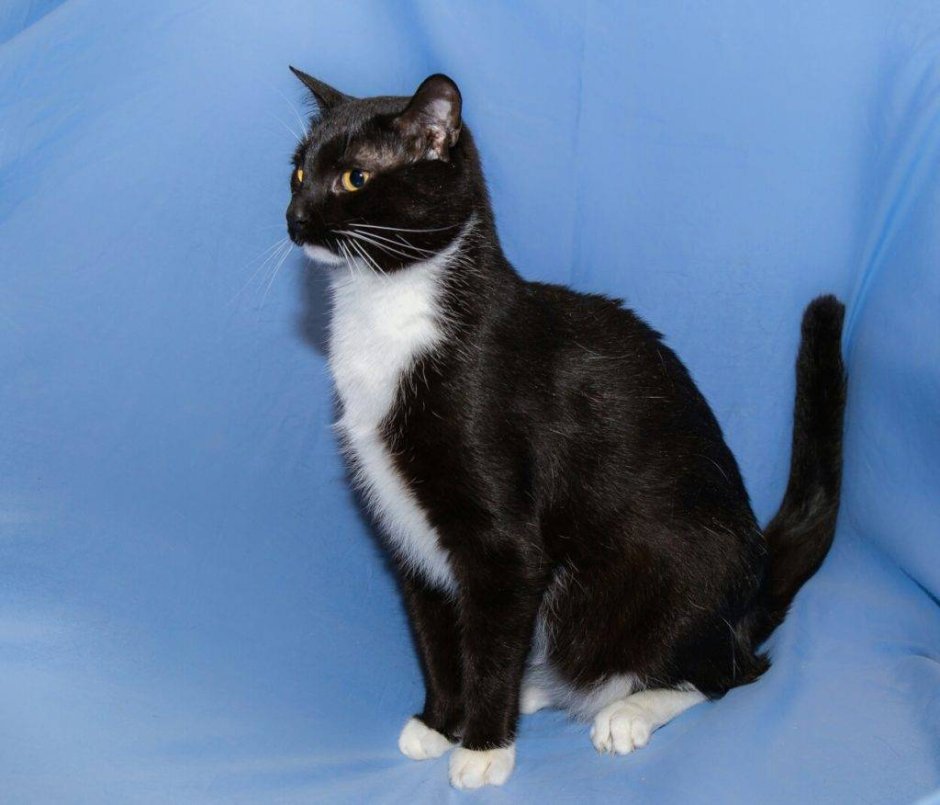 Ориентальная кошка эбони