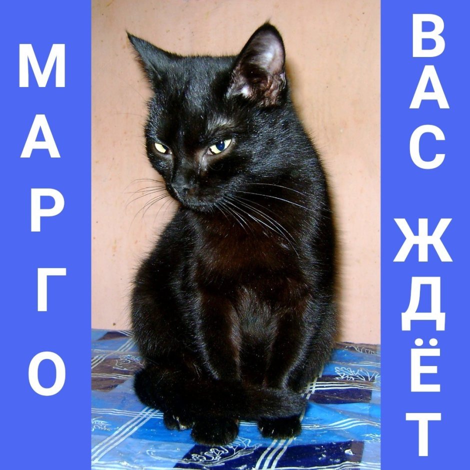 Бомбейская кошка черно белая