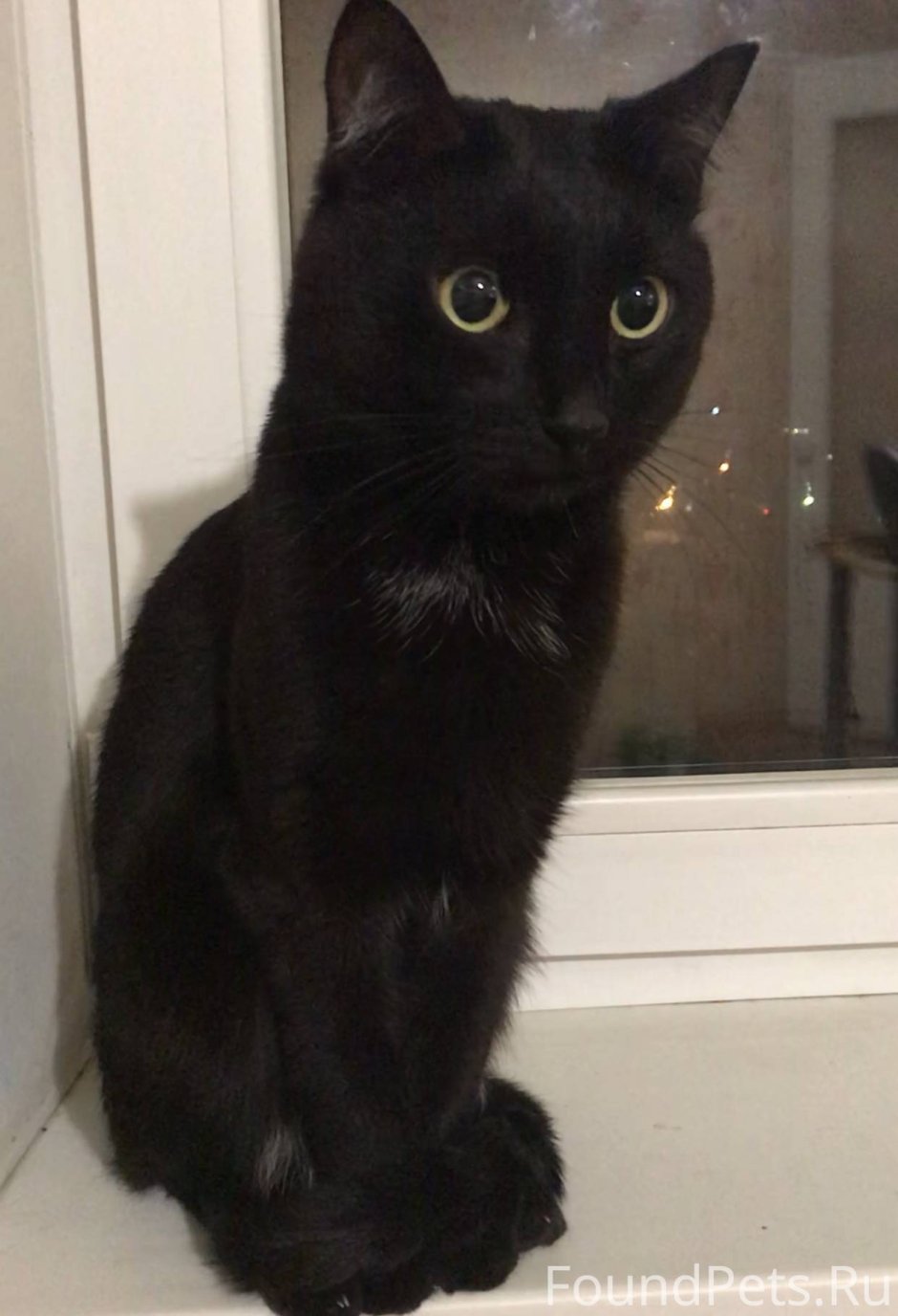 Британец гладкошерстный черный