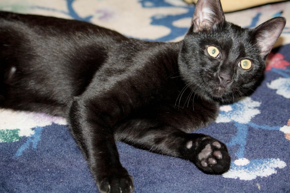 Бомбейский сиамский кот