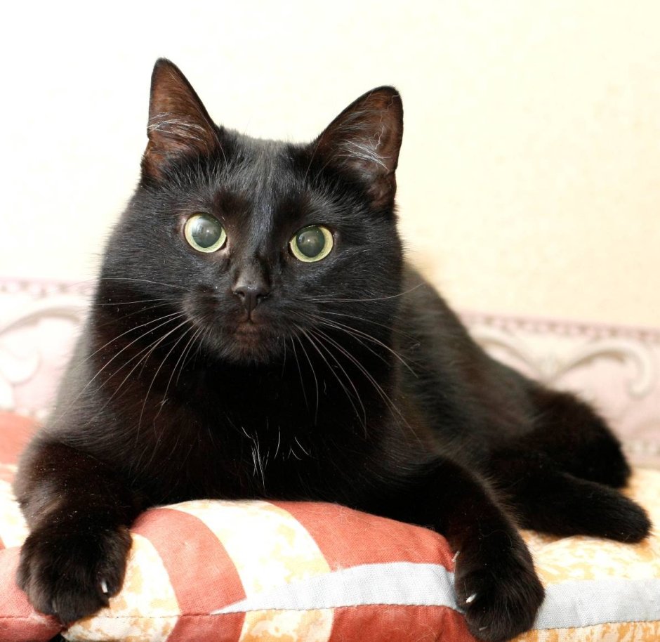 Черная кошечка гладкошерстная