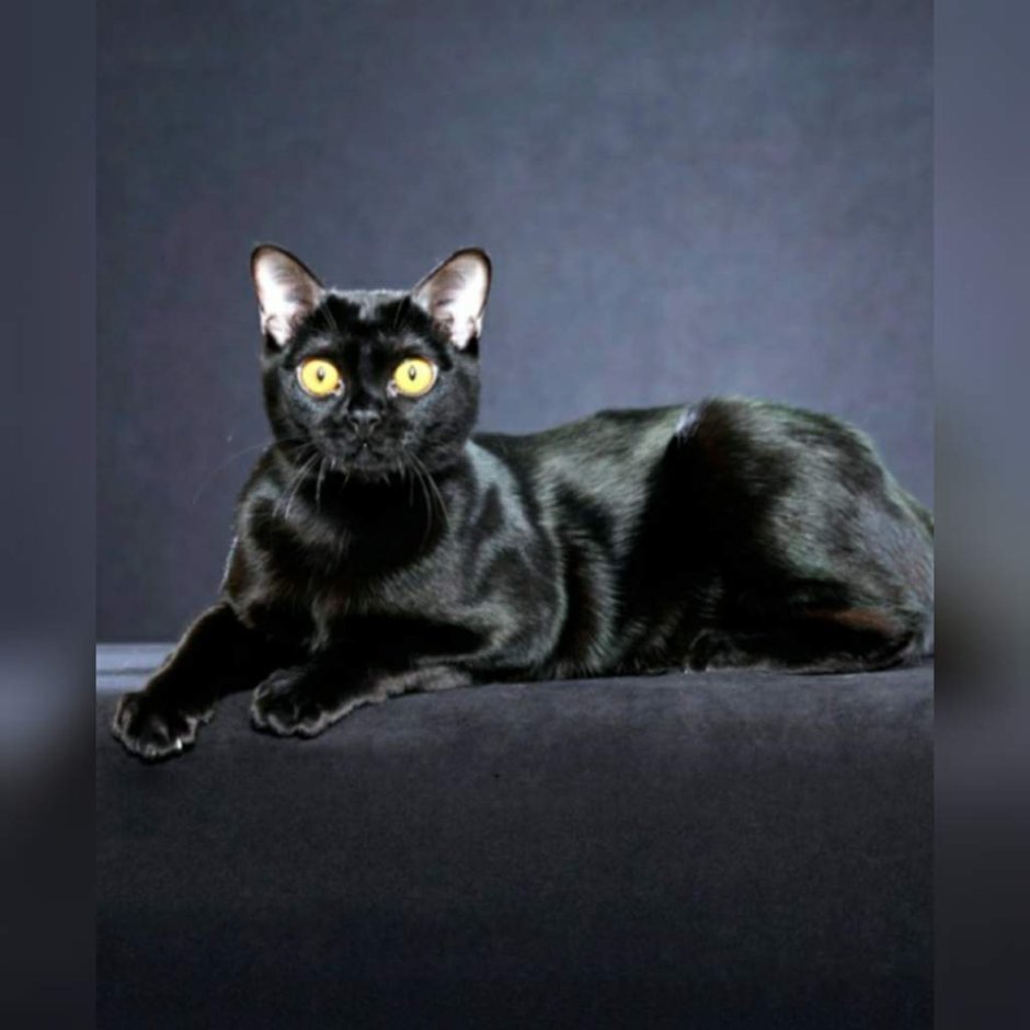 Гладкошерстные кошки для квартиры