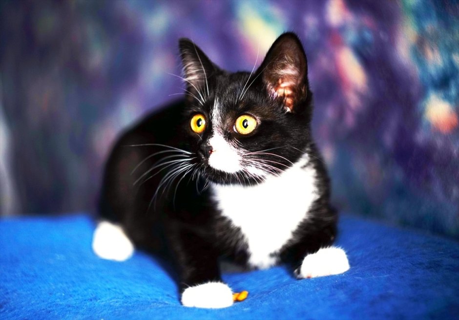 Британская Бомбейская кошка