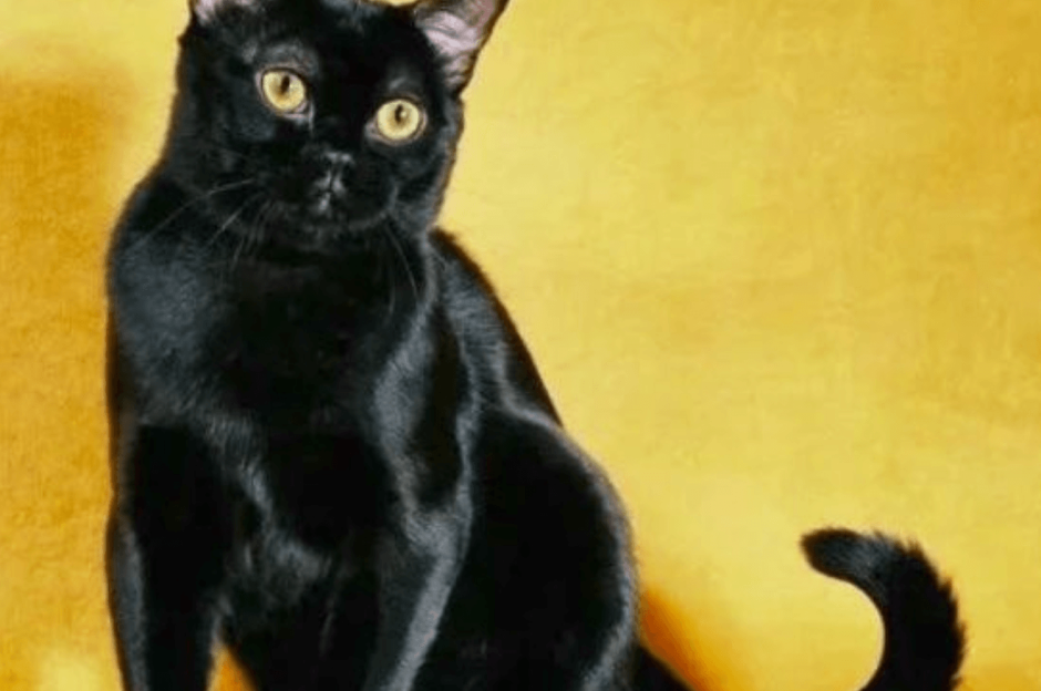 Багира кошка черная черная