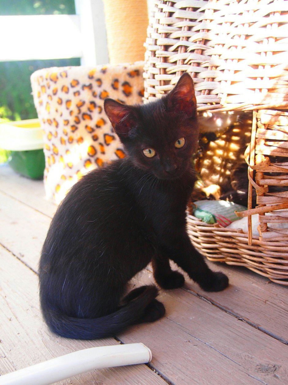 Порода кошек Бомбейская кошка