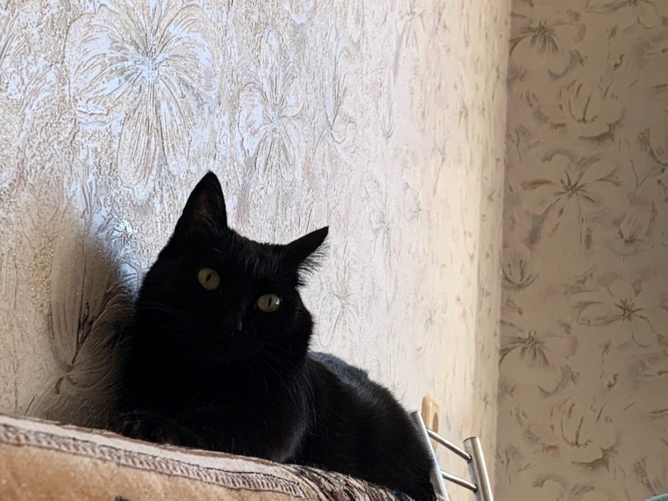 Европейская короткошерстная кошка черная