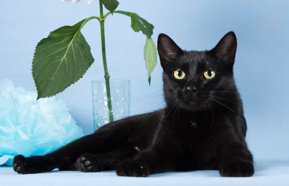 Кошечка черная