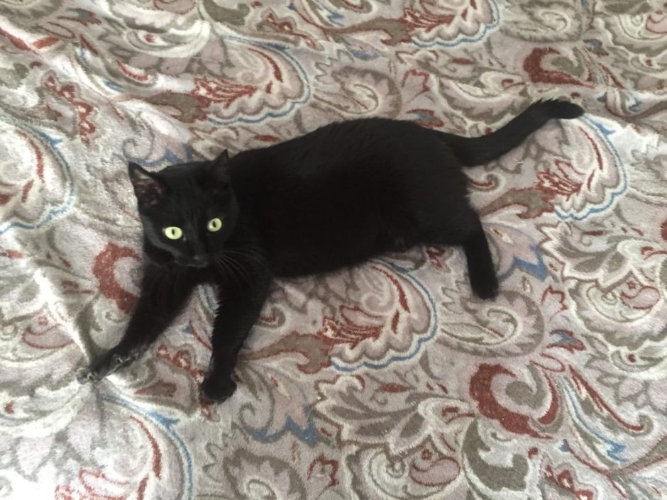 Ориентальная кошка (Ориентал)