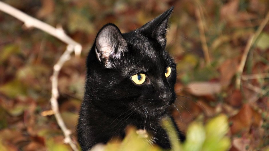 Черная гладкошерстная кошка