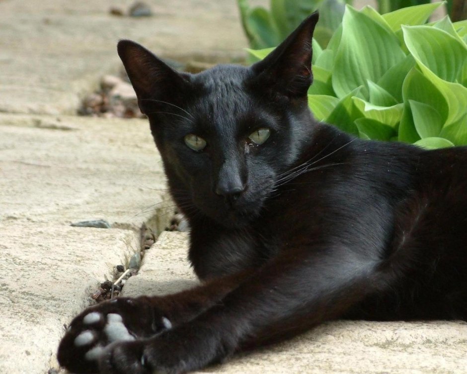 Черненький котенок