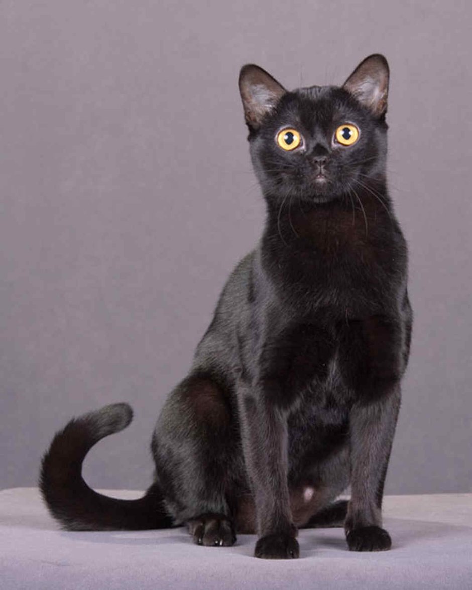 Изящная черная кошка