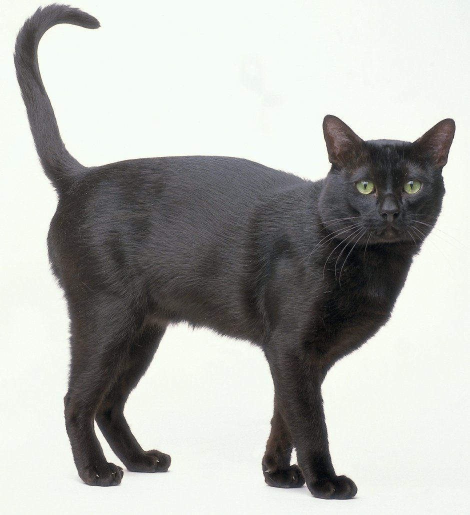 Бомбейская кошка