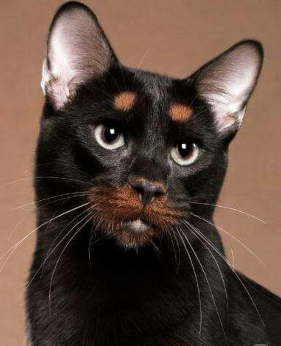 Породы котов