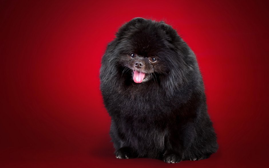 Померанский шпиц черный
