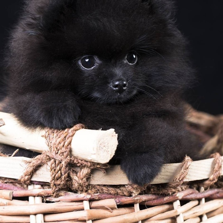 Черный шпиц померанец