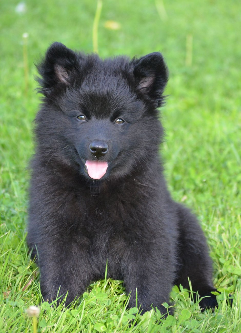 Шведский лаппхунд Лапландский шпиц