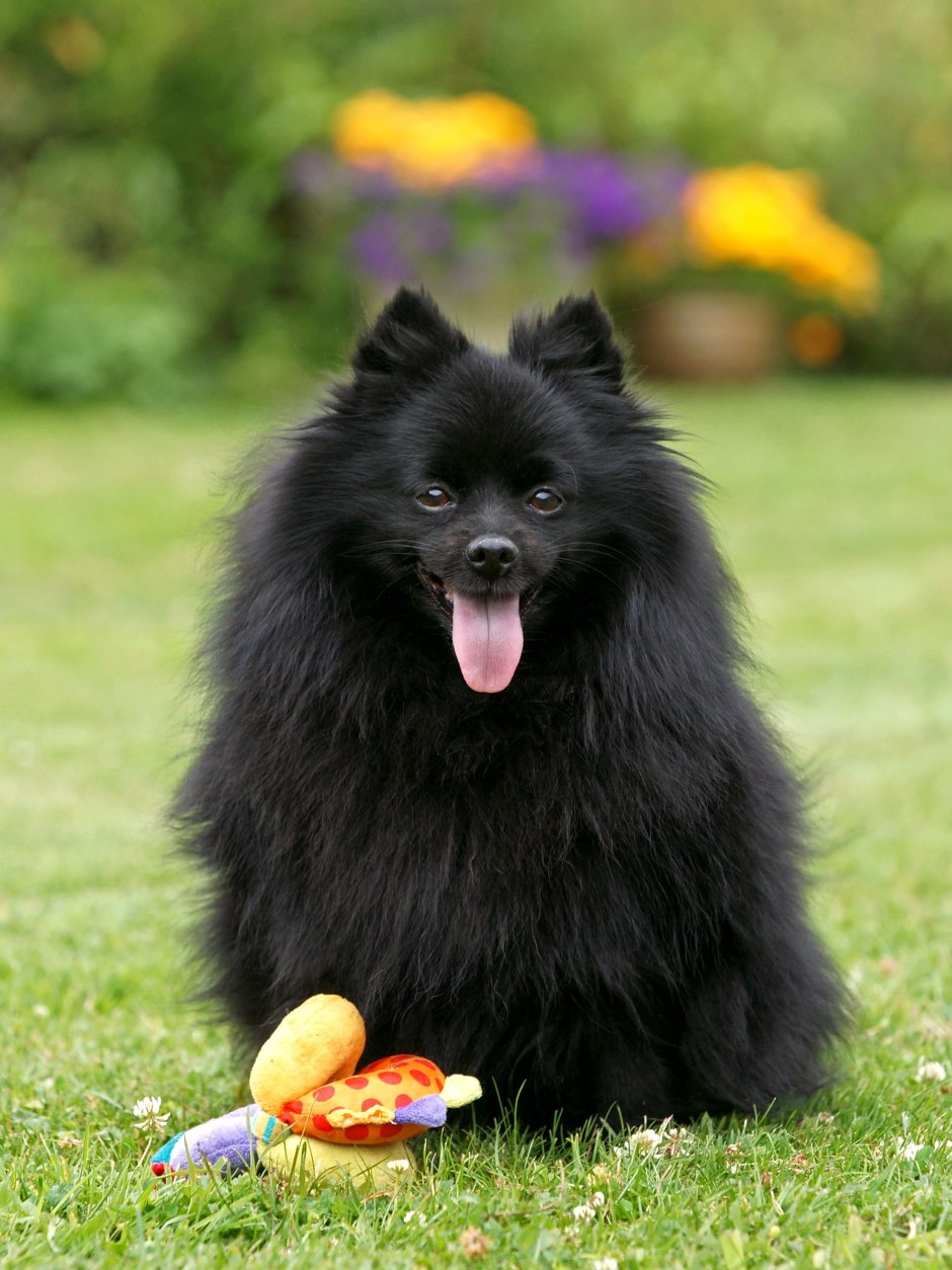 Шпиц гроссшпиц