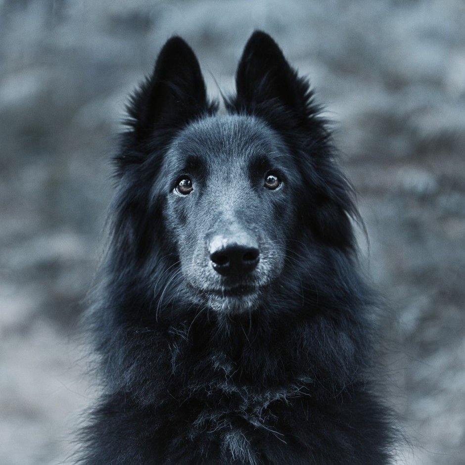 Грюнендаль и колли