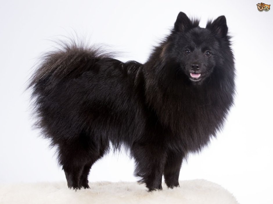 Шпиц самоед черный