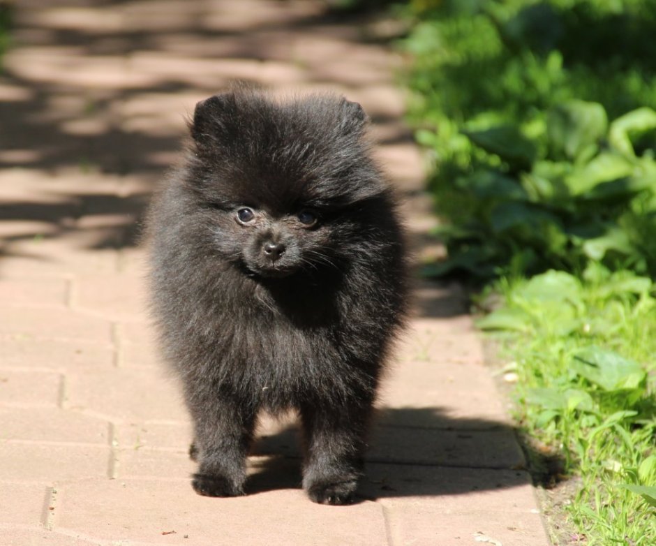 Шпиц померанский карликовый черный