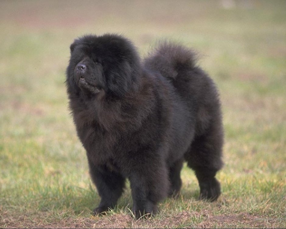 Порода собак чау чау черный