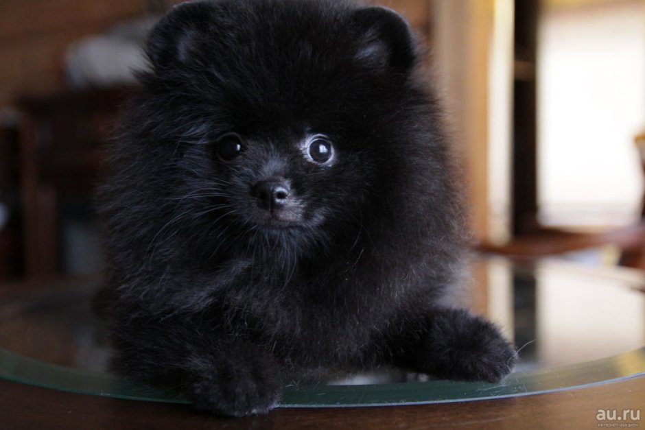 Шпиц померанский карликовый черный