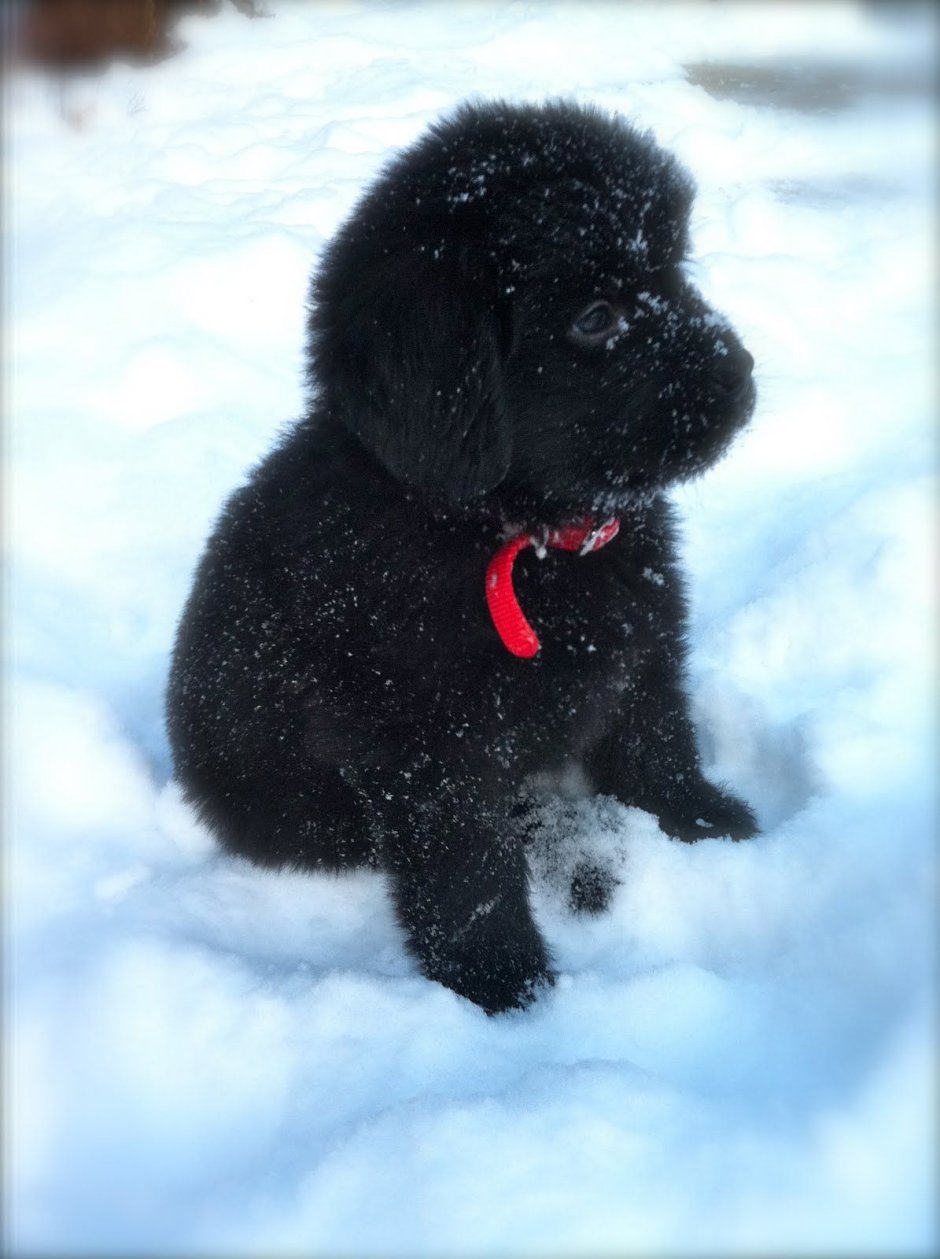 Ньюфаундленд щенок черный