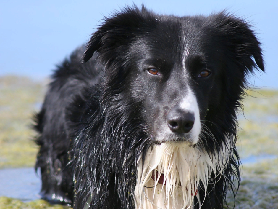 Черный лохматый пес порода