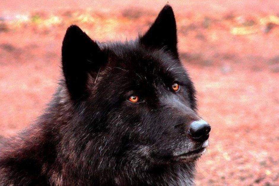 Волкособ черный с красными глазами