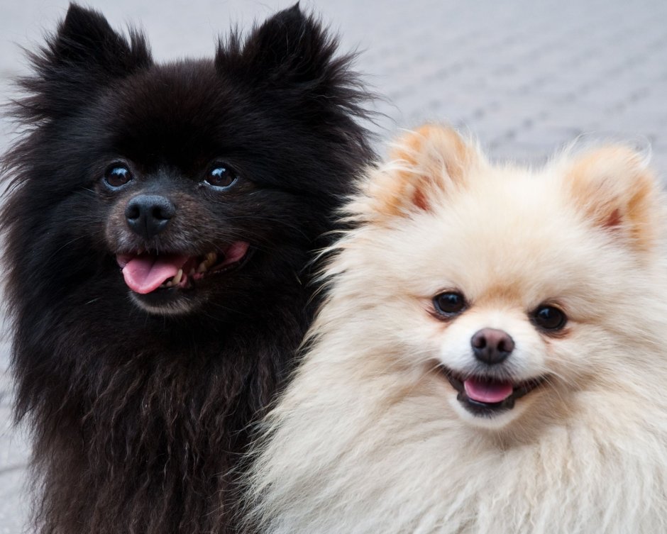 Собака померанский шпиц черный