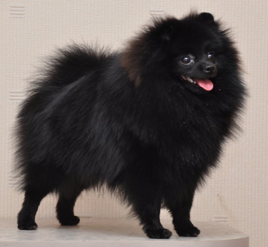 Шпиц померанский малый черный