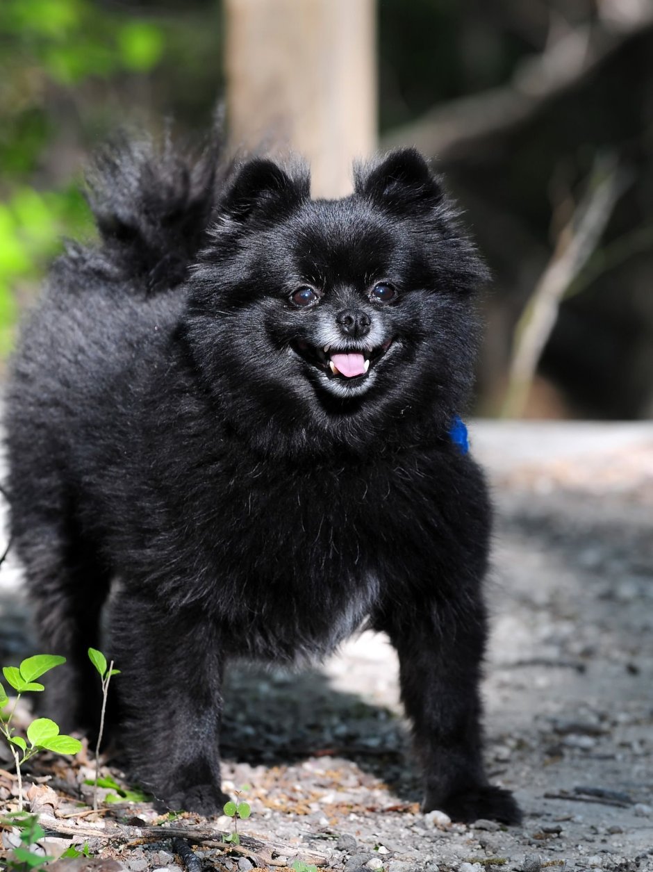 Гросс шпиц черный