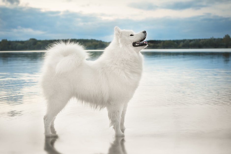 Черный самоед